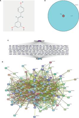 Verification of Resveratrol Inhibits Intestinal Aging by Downregulating ATF4/Chop/Bcl-2/Bax Signaling Pathway: Based on Network Pharmacology and Animal Experiment